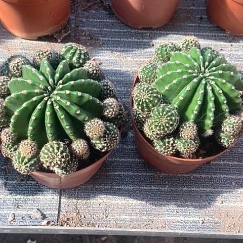 仙人球开花漂亮好看