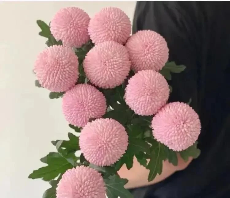 【乒乓菊】小众高级灵动唯美 可DIY 云南鲜花基地直发 儿童节