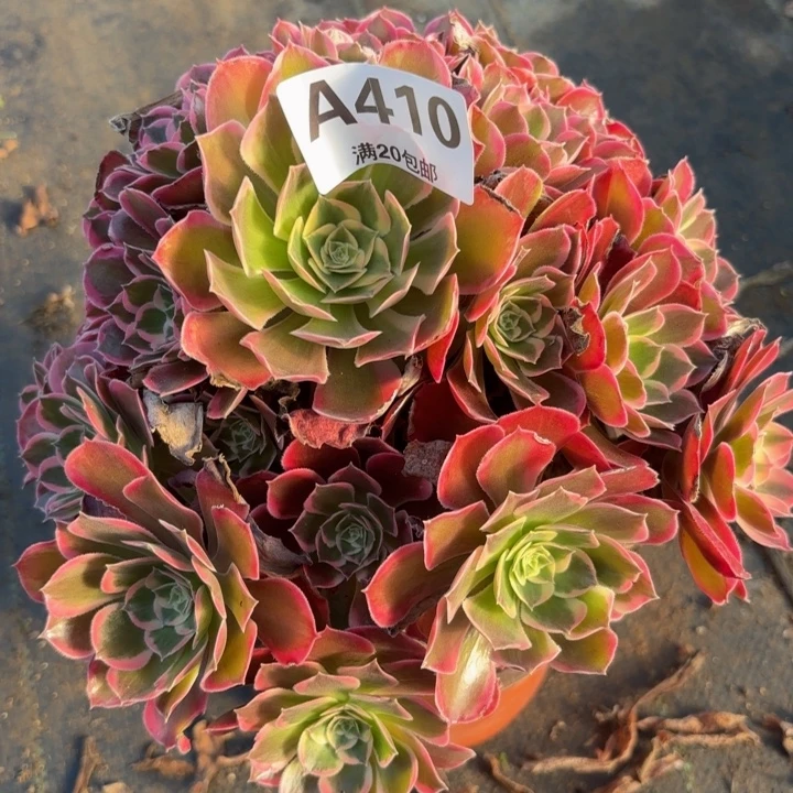 瑞妈多肉植物，410.皇后