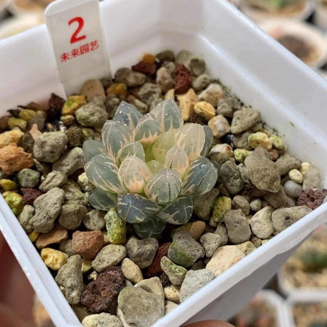 2湖斑霓虹灯变异玉露老婆