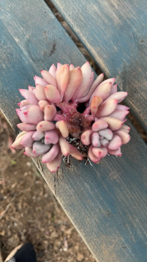 桃花源朵朵缀多肉