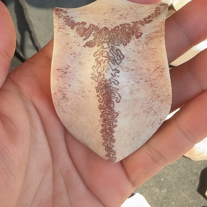 龙***贵养殖鹿头骨制作三界牌