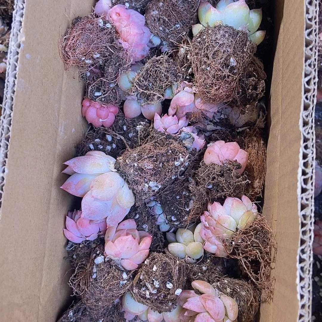 精品小多肉保40颗