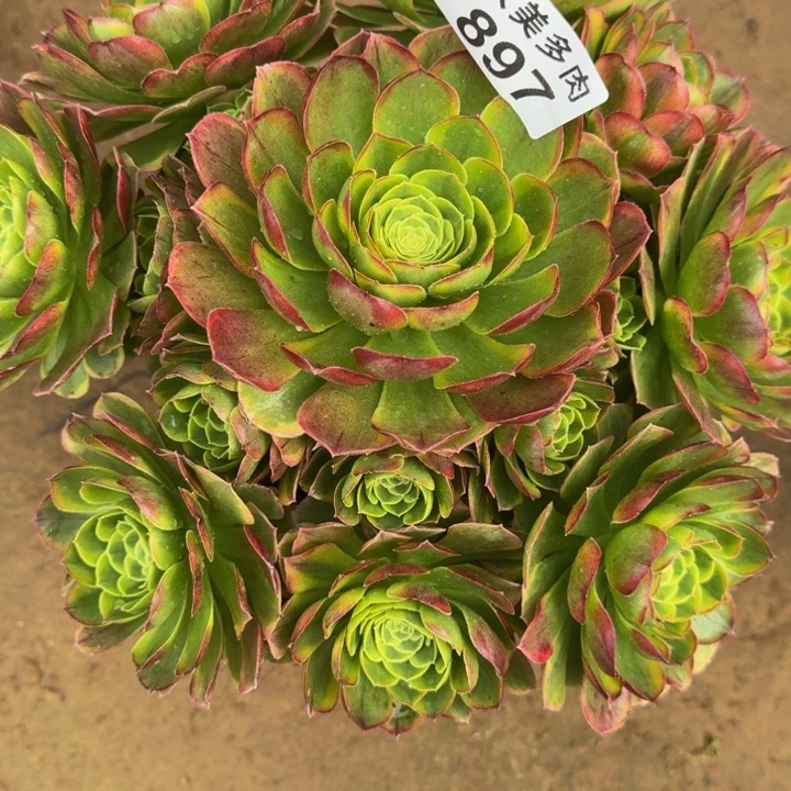 〃****ぐ奶白锦897肉肉