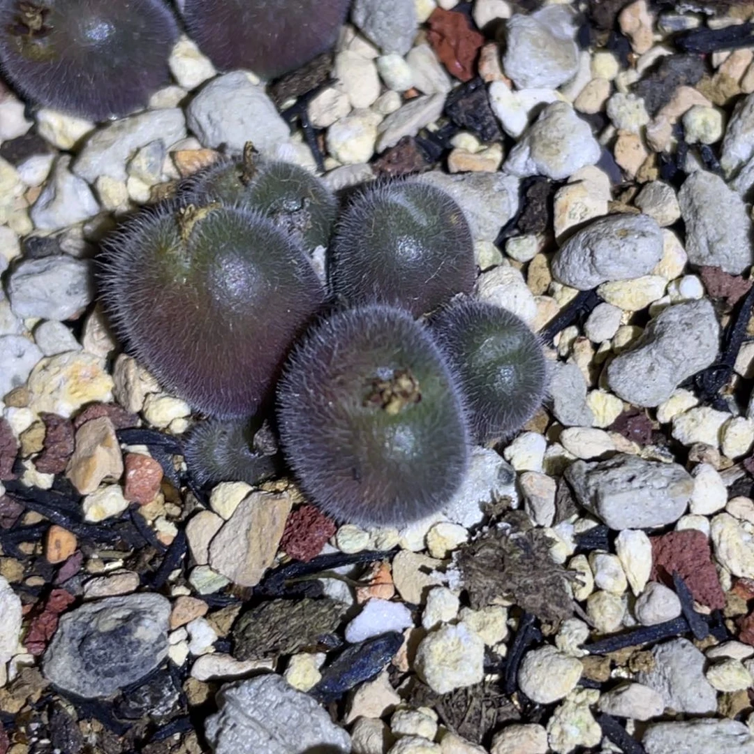 m毛球植物一物一拍