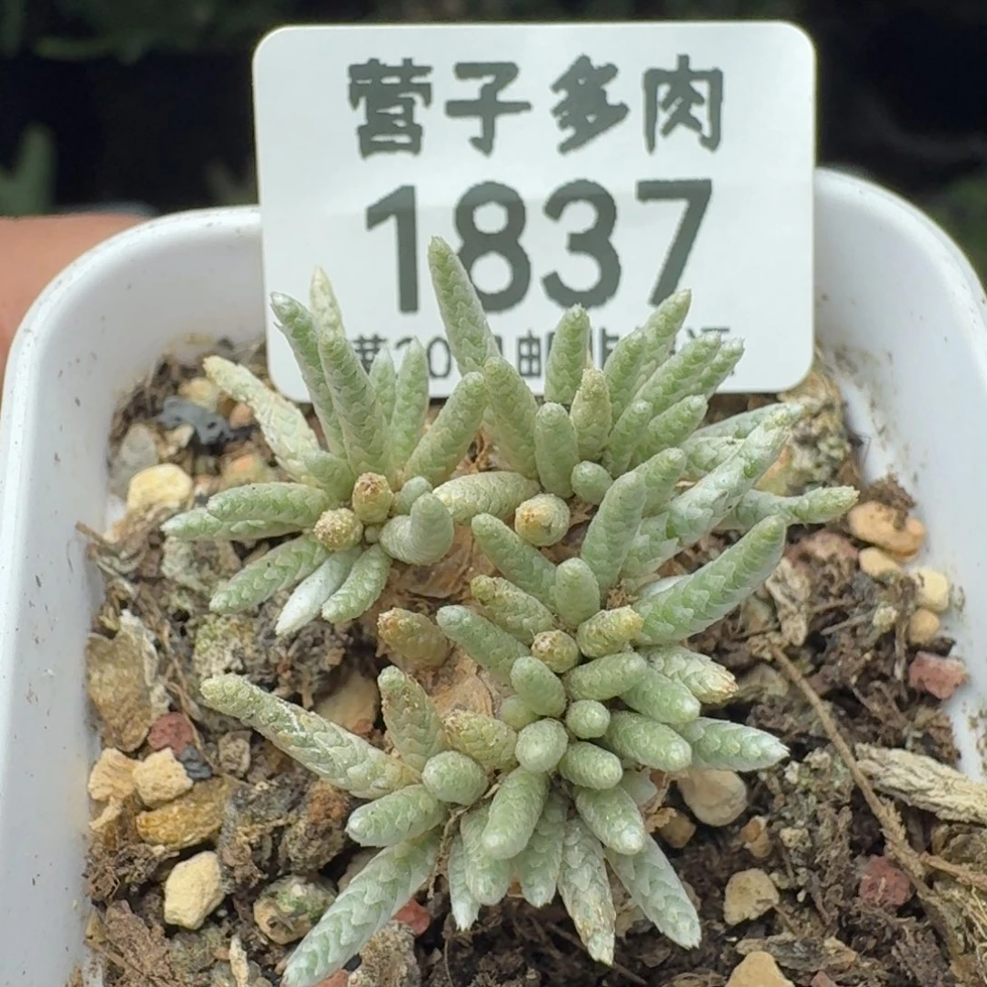 红花韧锦。