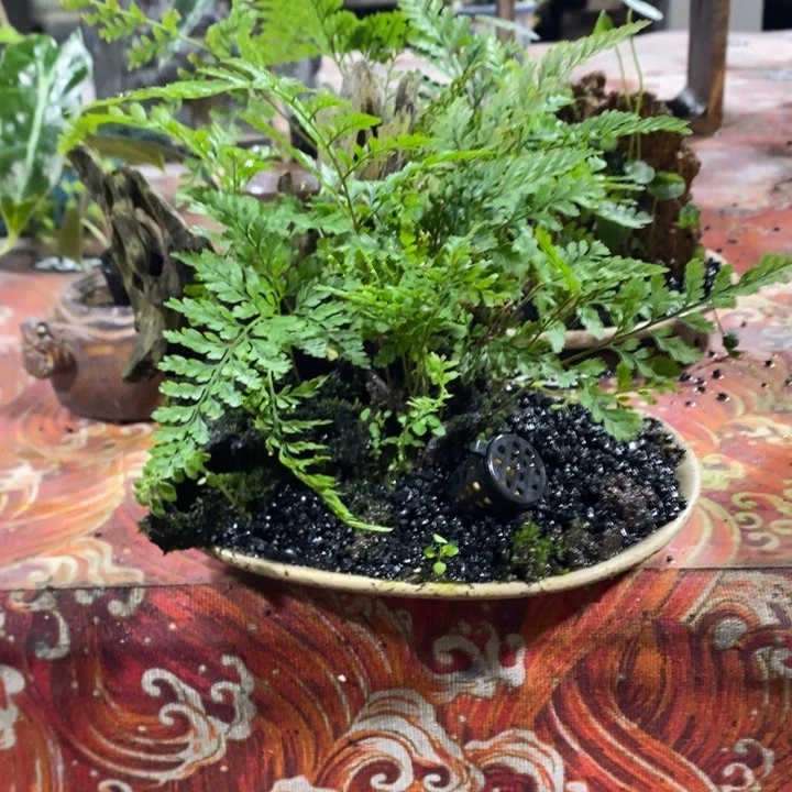 翳*退款拉黑一物一拍67