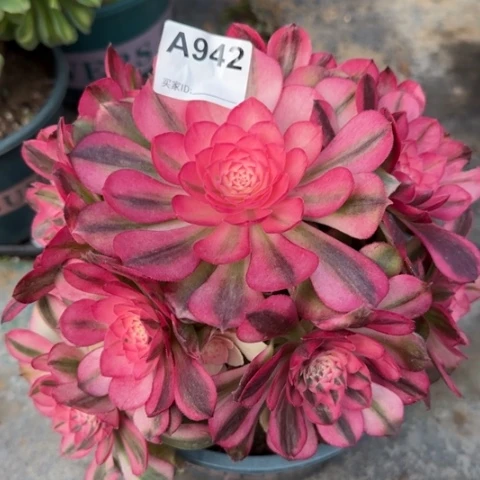 942荔枝20厘米左右