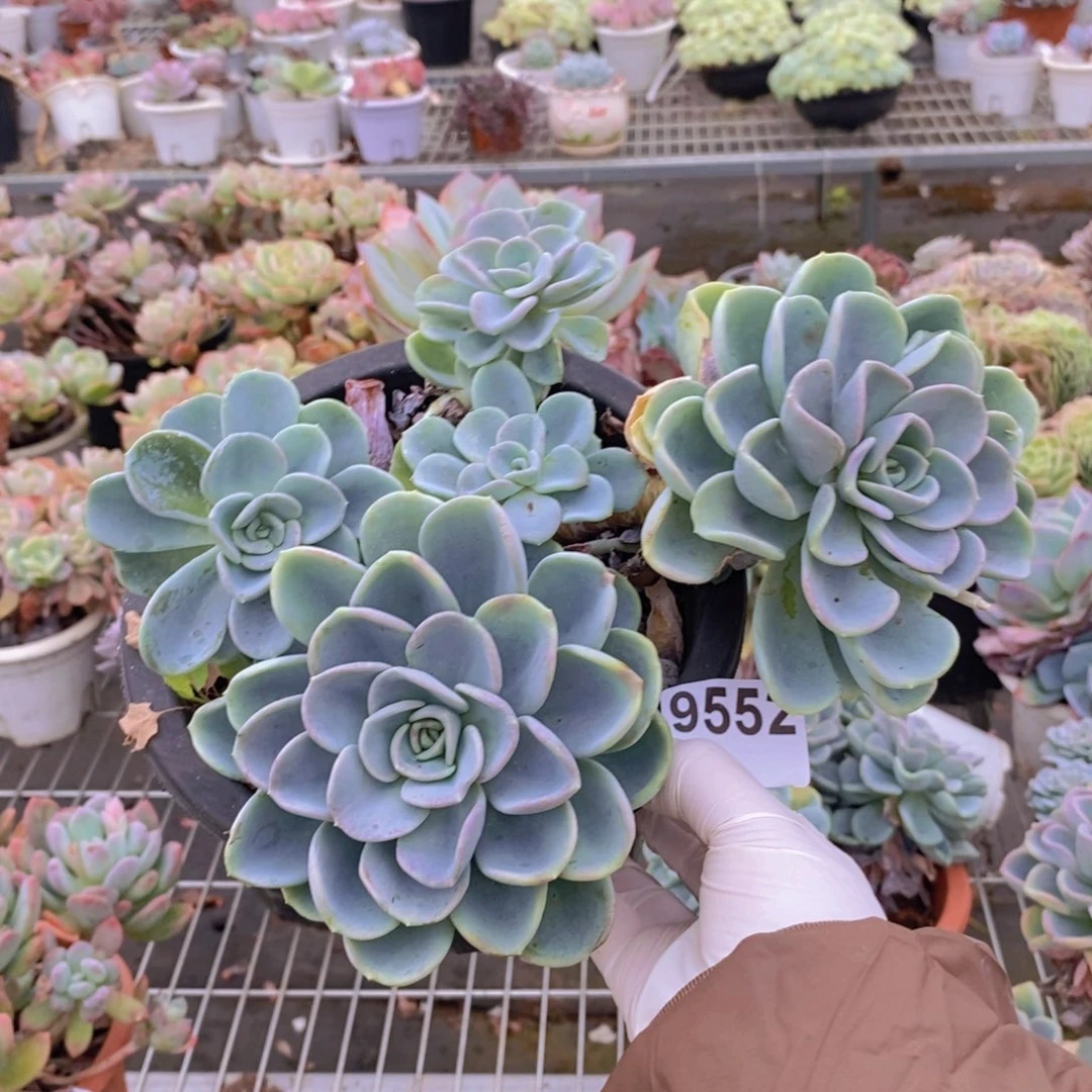 9552美尻老桩一物一拍