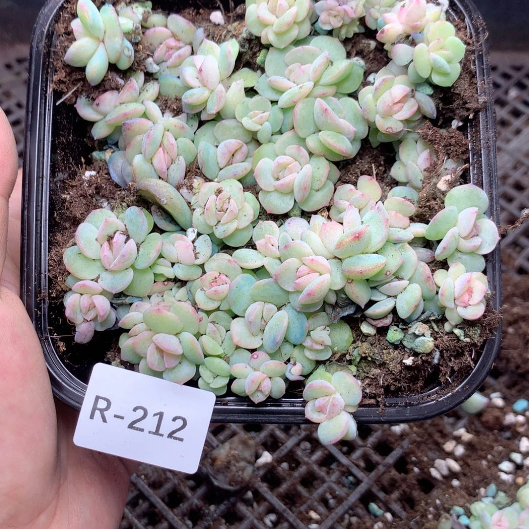 无花朵R212英语英语