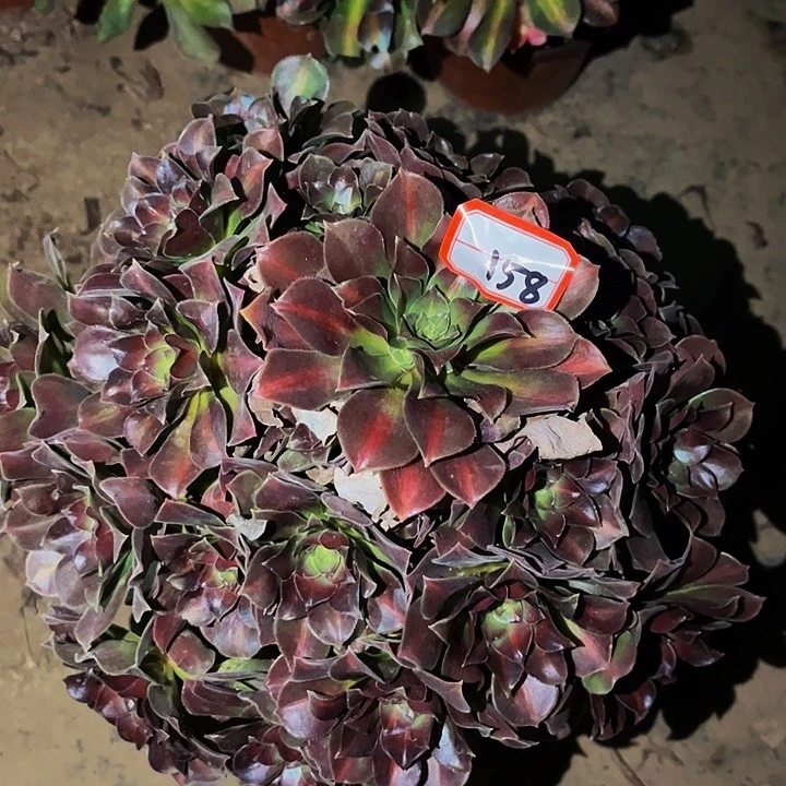 158妖月多肉植物处理不售后中班