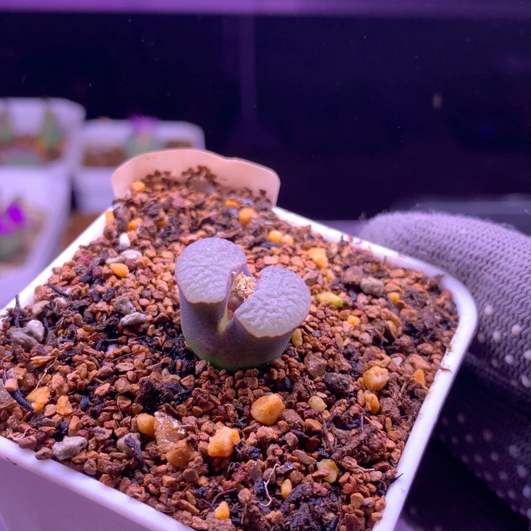 380磁铁风铃母本