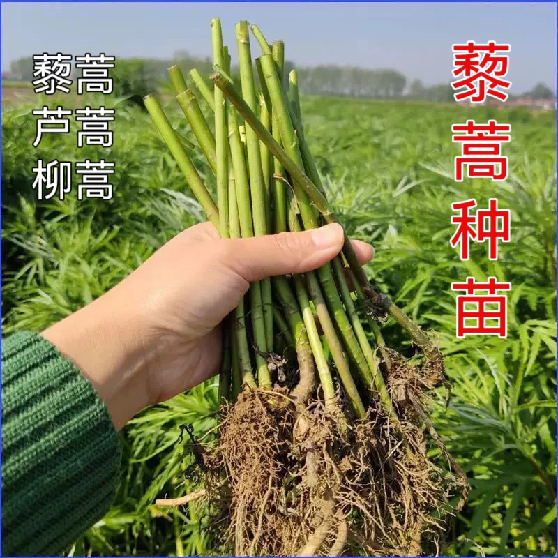 藜蒿苗芦蒿苗泥蒿苗柳蒿苗优质种苗