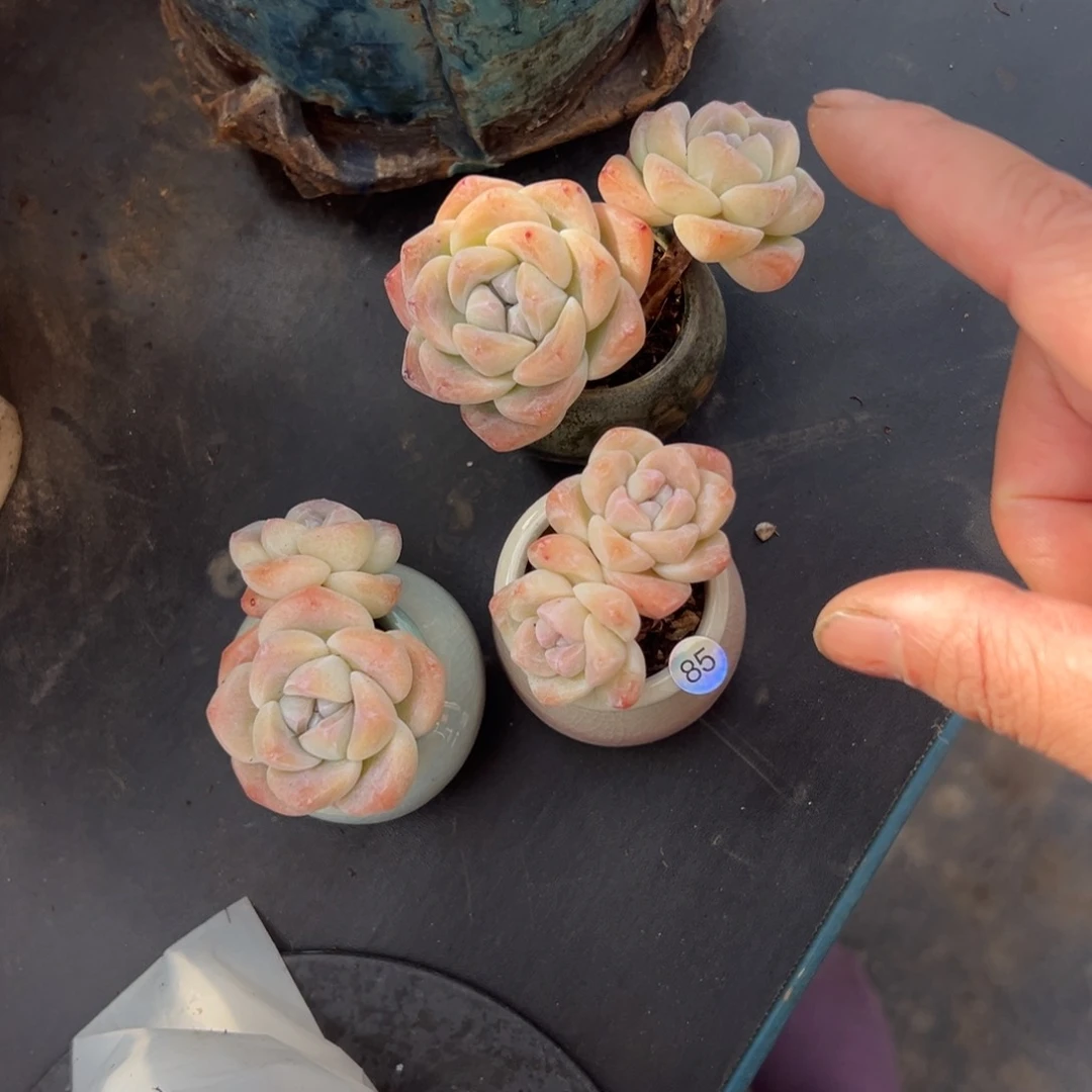 小*三个冰玉送盆000000000