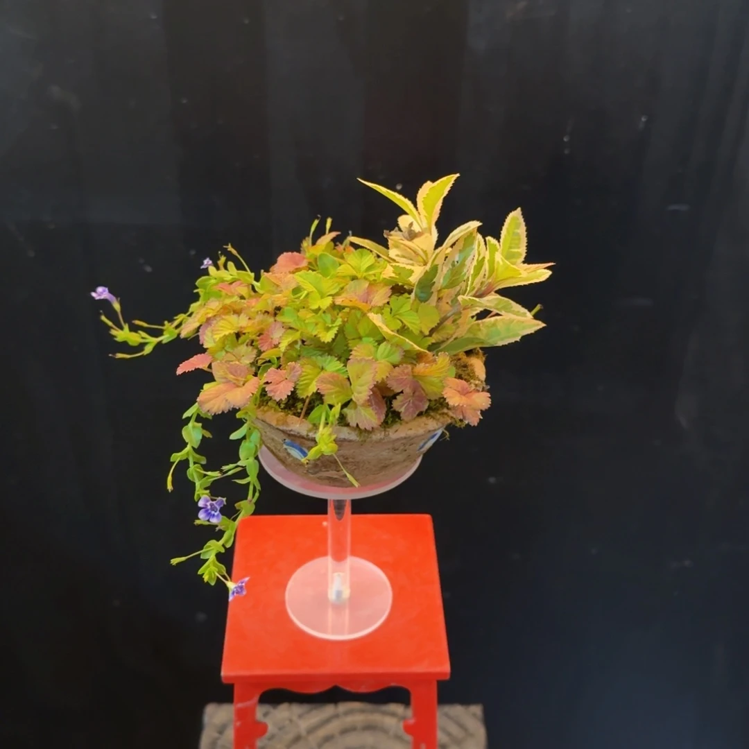 无花朵山野草手作盆