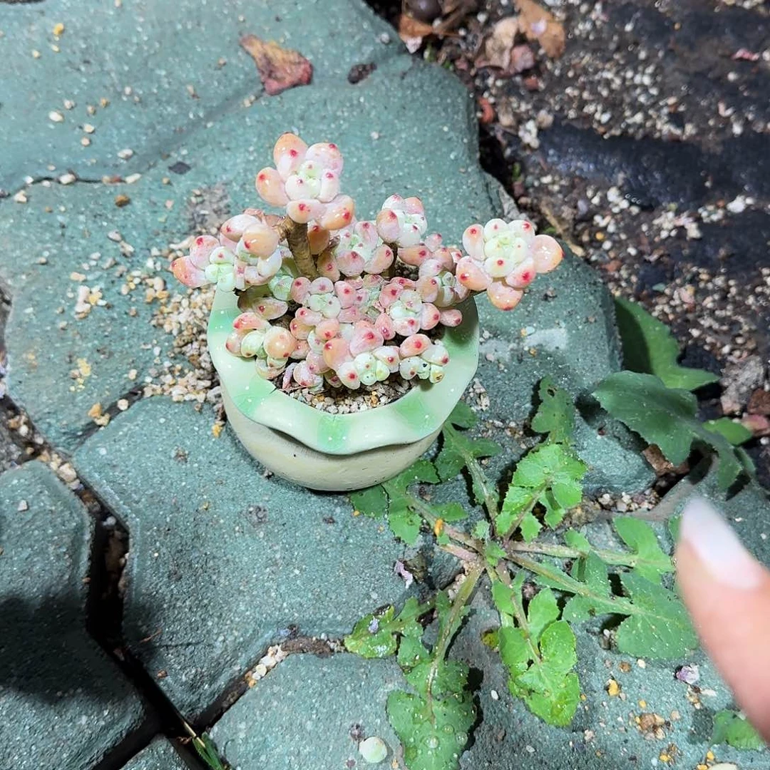 罗琦带盆多肉植物