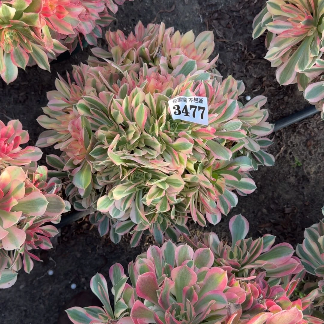 法师女神18-9 3477