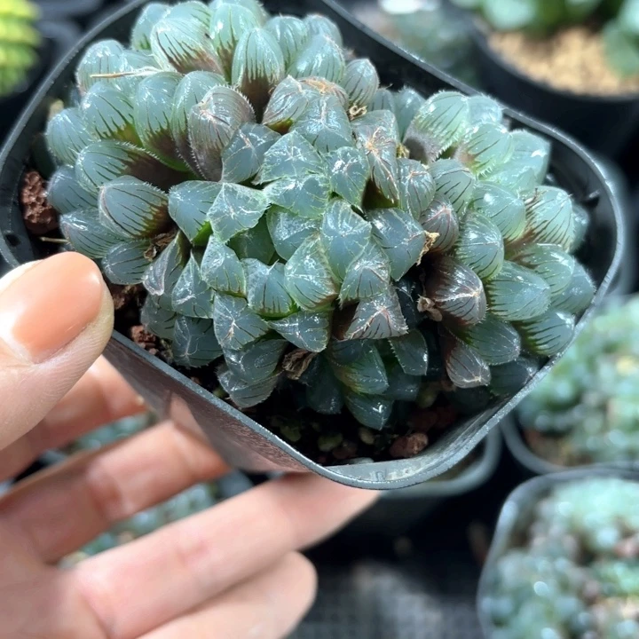 蓝镜玉露群多肉植物