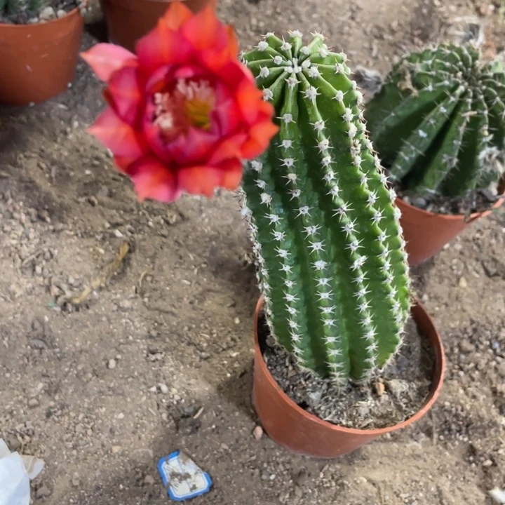 社**妈实生彩草图片这个