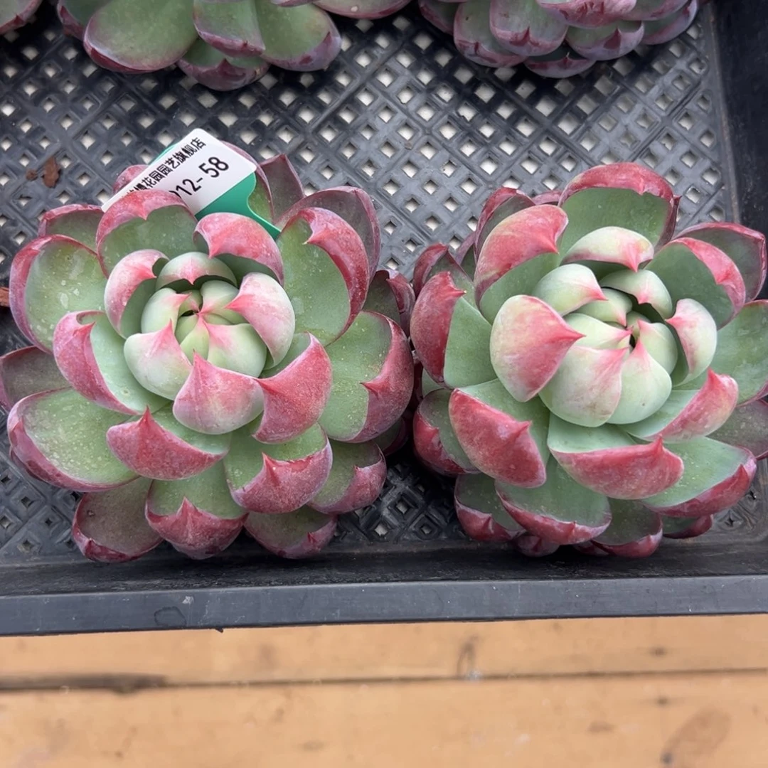 靖*多肉一物一拍0912-58
