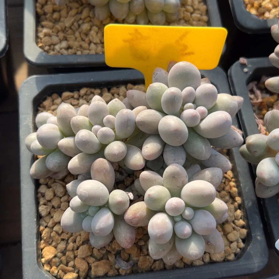 桃花奶1111111111111111