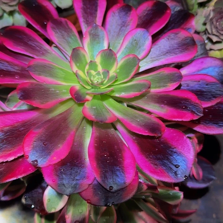 美杜莎捧花亏本福利