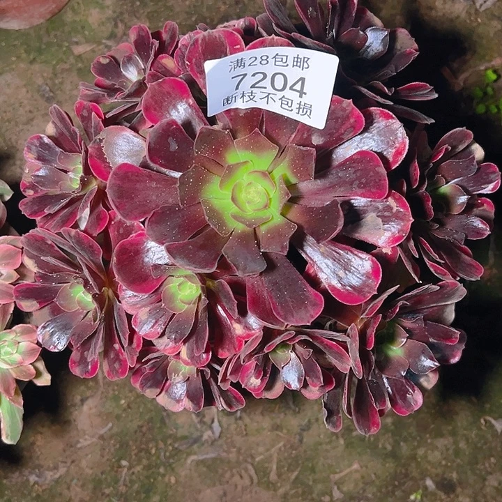 7204爱神多肉植物