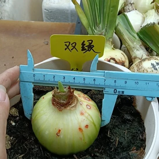 无花朵双绿6-7发一个