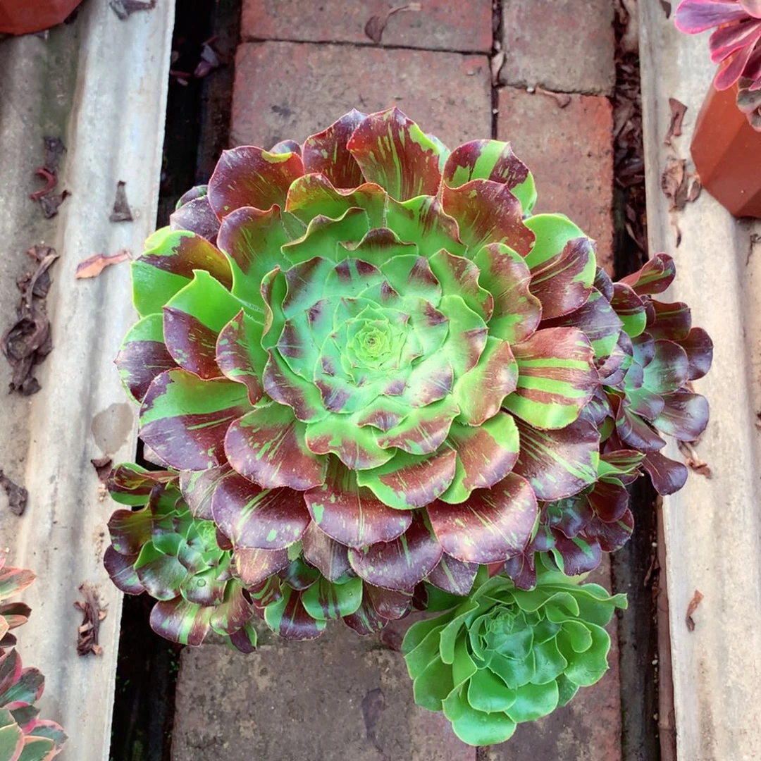 花斑鹿，多肉植物的