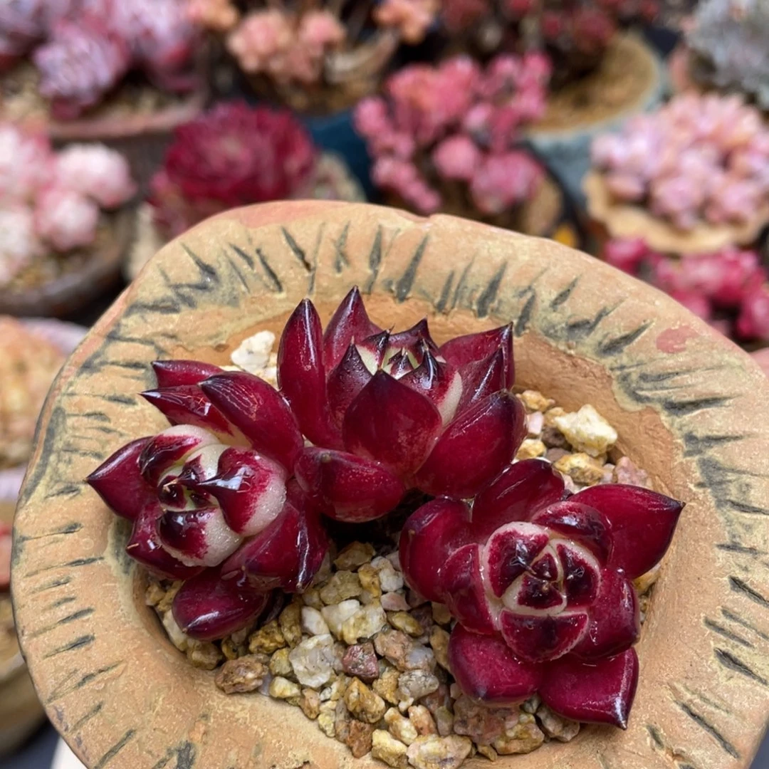 暗黑杂交三头老桩