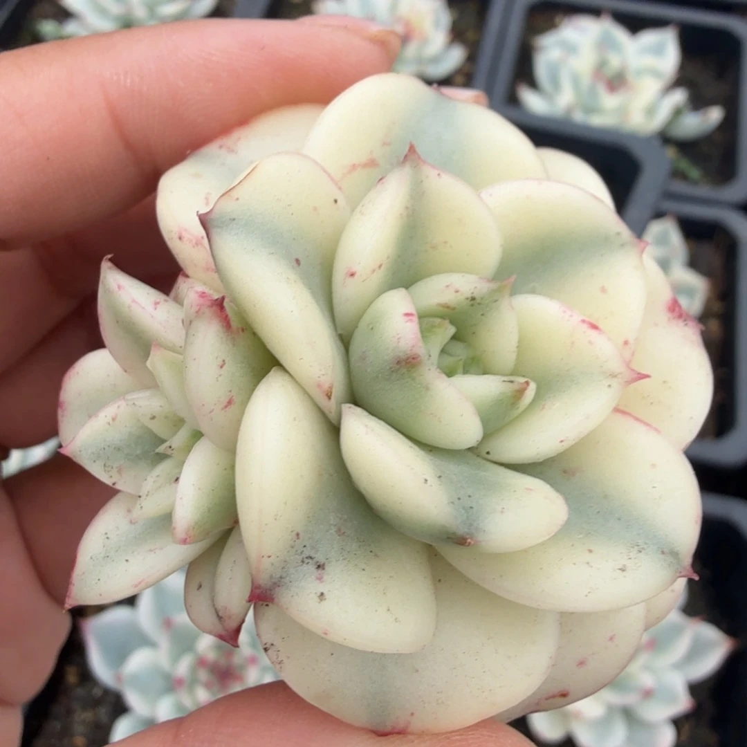 斗牛士锦超白锦群生无根