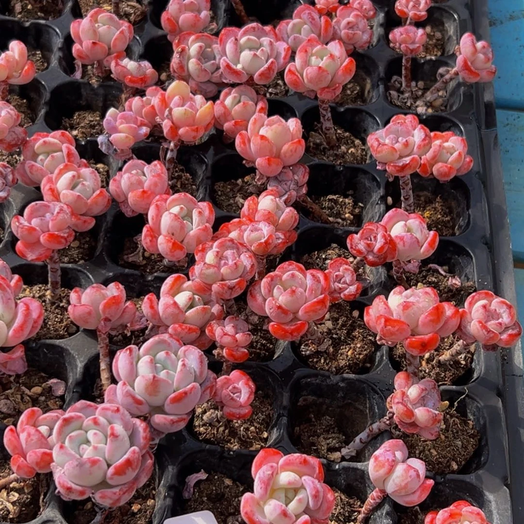 998多肉葡萄的味道是真的很好吃