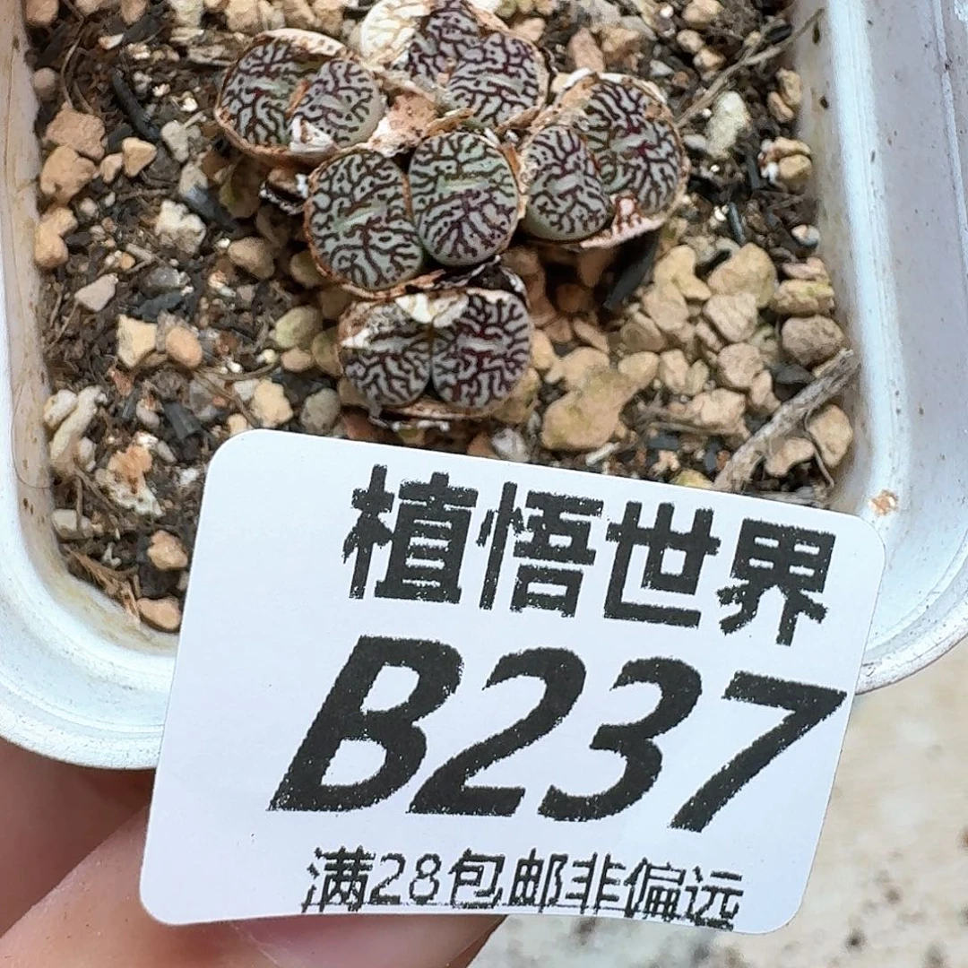 丰田则多肉植物哇的润泽