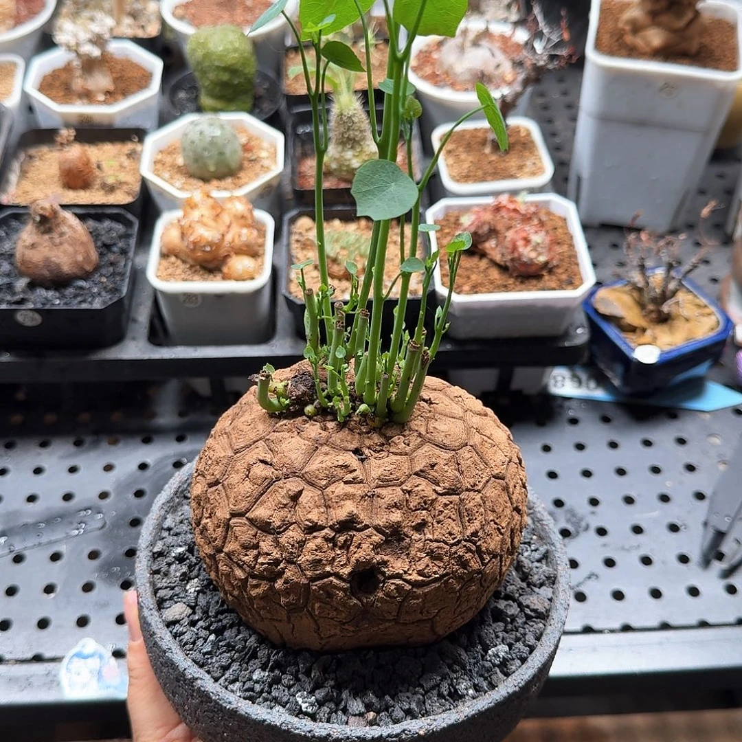 龙甲龟(不含盆)仙人球