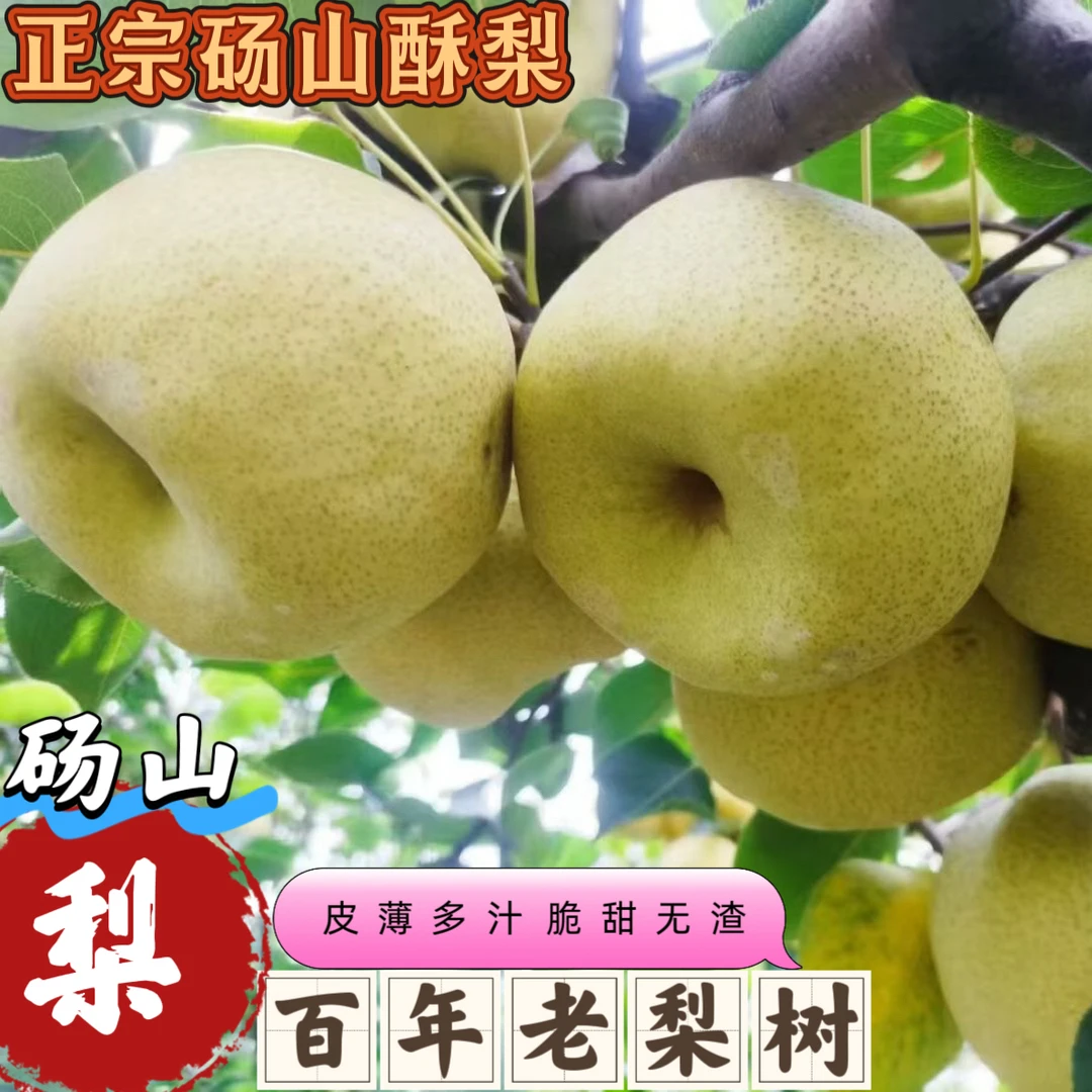 【百年老树】正宗砀山酥梨皮薄多汁脆甜无渣新鲜采摘应季水果砀山梨