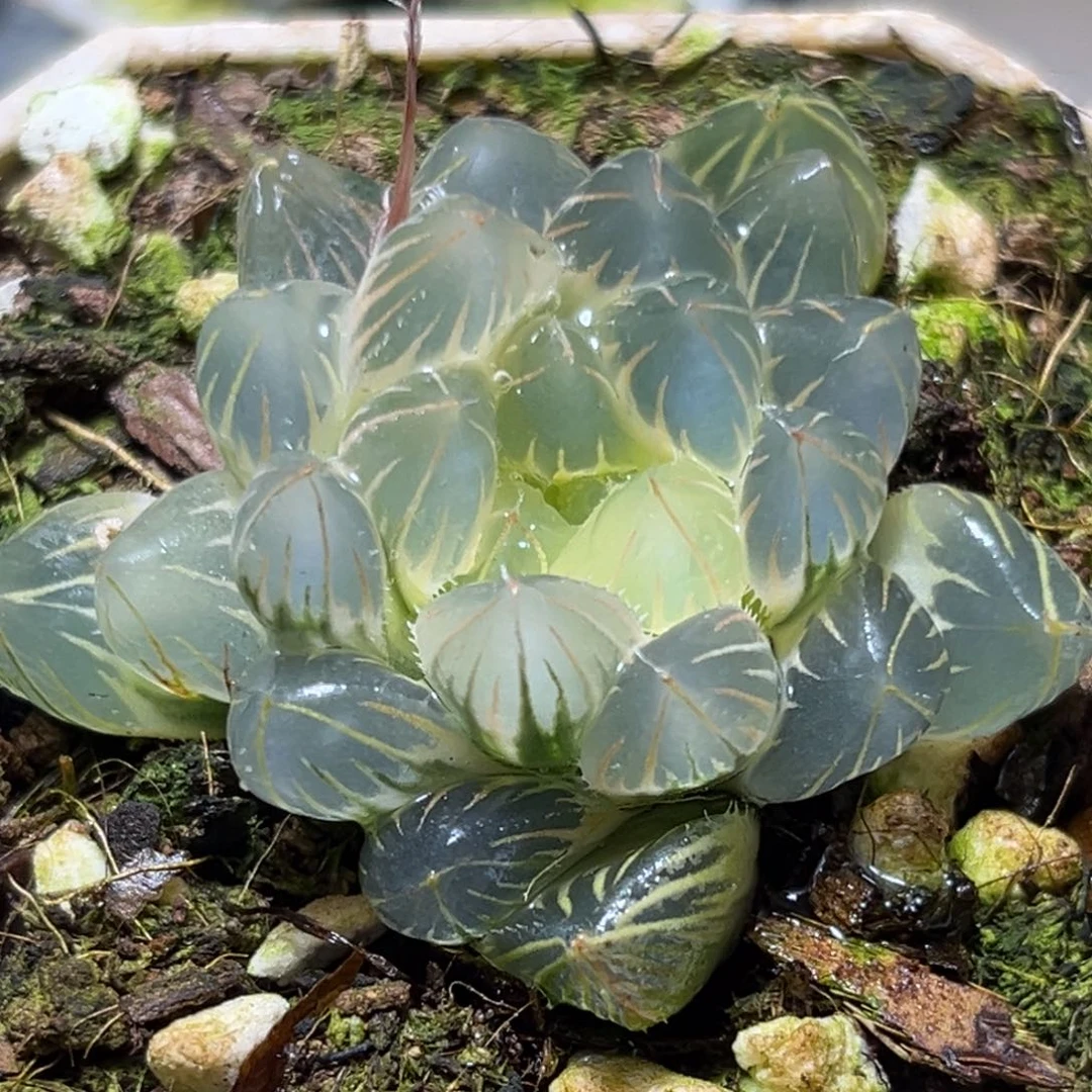 ᝰ*?恭喜发财大吉大利0230