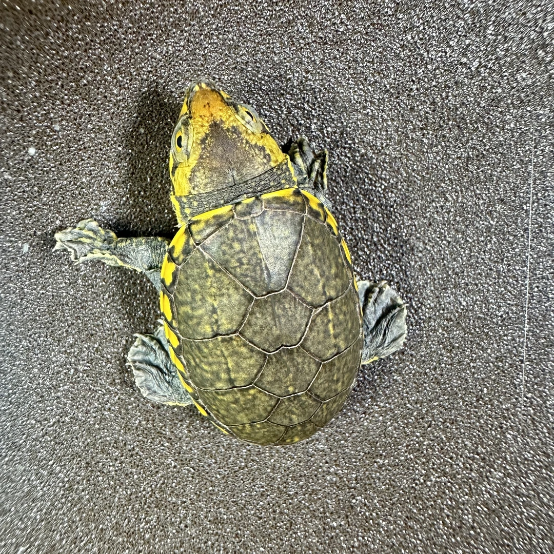 【A2窄桥苗】窄桥蛋龟苗 选育CB种群后代苗，大V头、高黄品质，全品