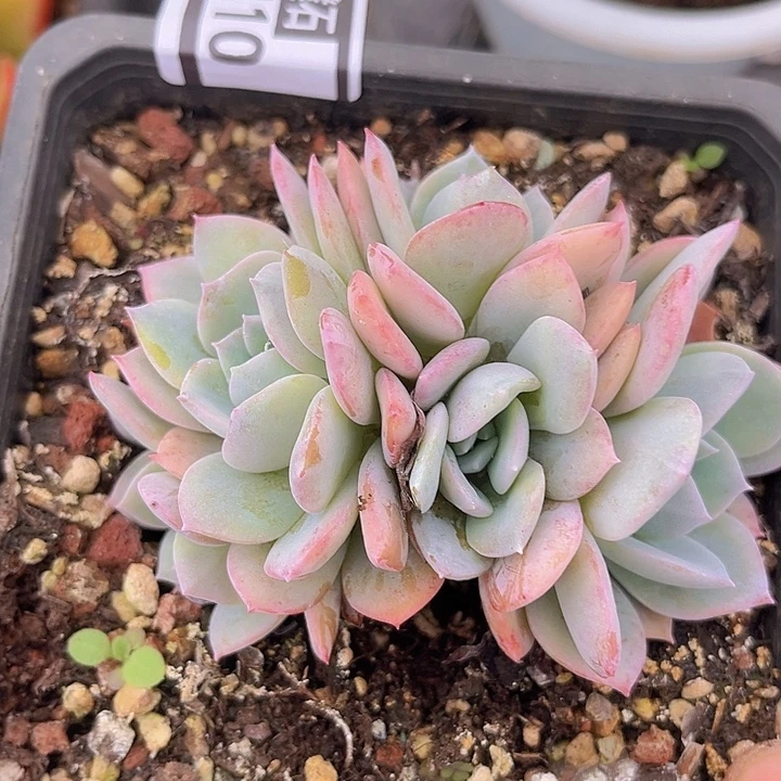 白茶02110多肉植物
