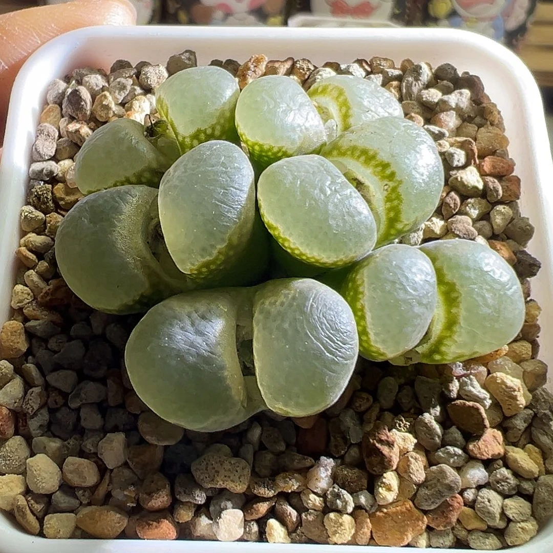 真***乖特 绿c。