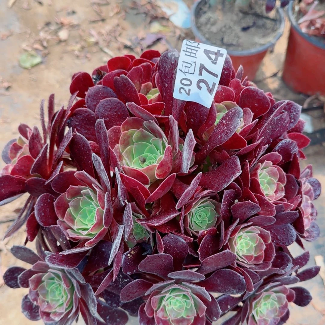 梅花博迪多肉274满20包邮断枝不包
