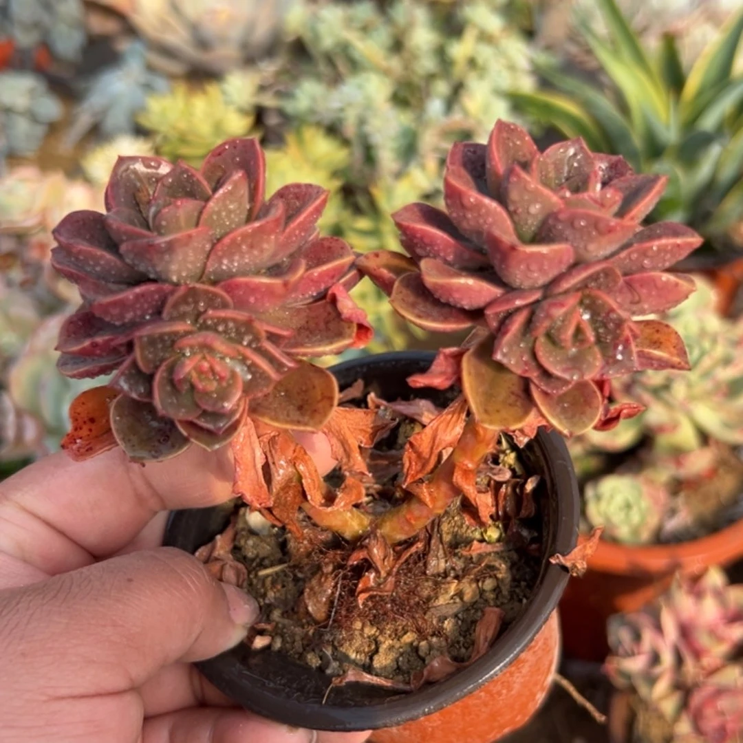 多肉植物巧克力方砖