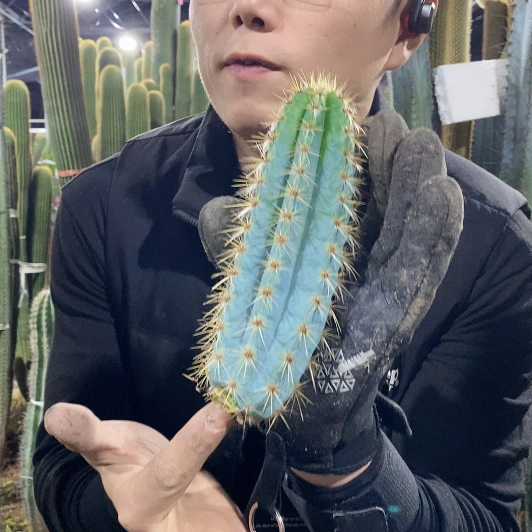 蓝云阁侧牙15-20公分