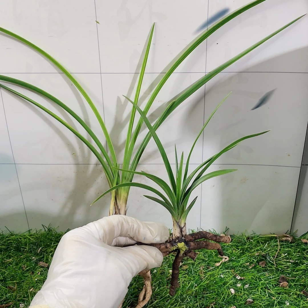 彐***华完全开放兰花兰花