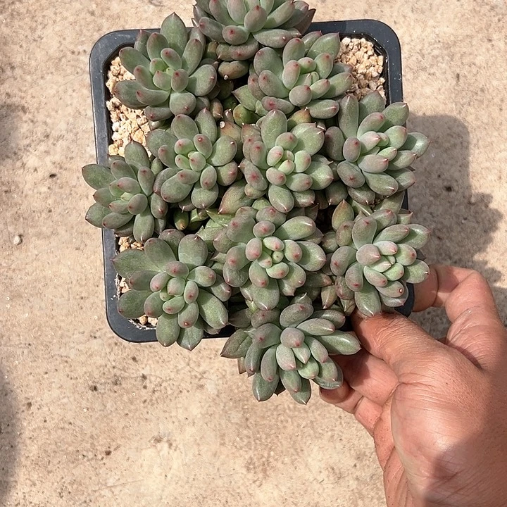【闪购商品】岩子福利