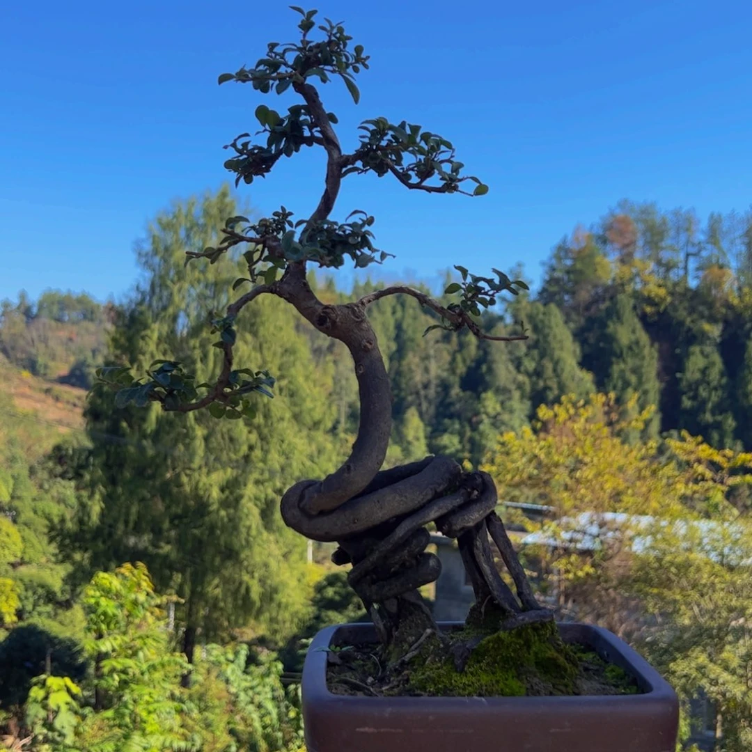 完全开放金弹子盆景盆景