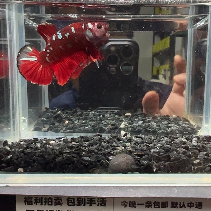 斗鱼跑单拉黑14日44