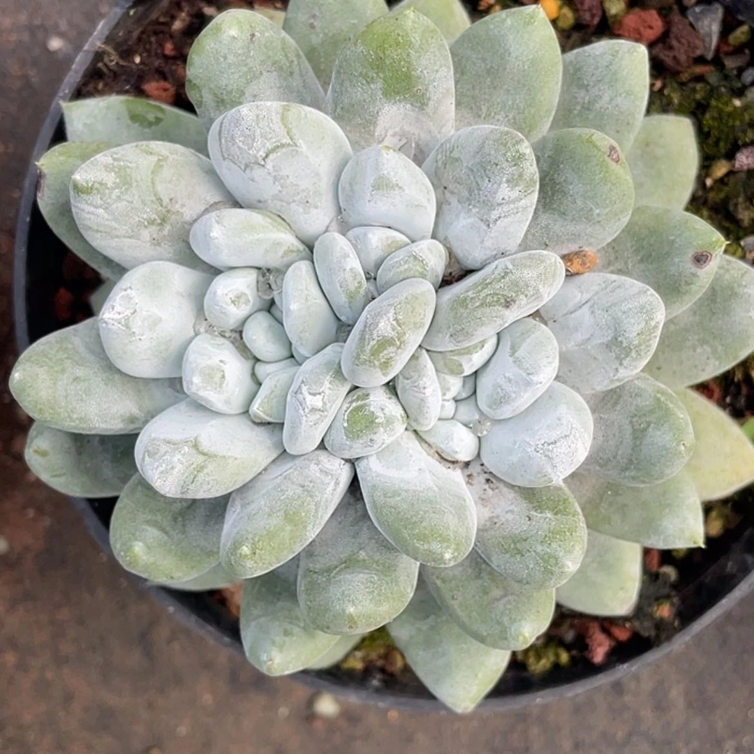 【闪购商品】花朵拇指3头