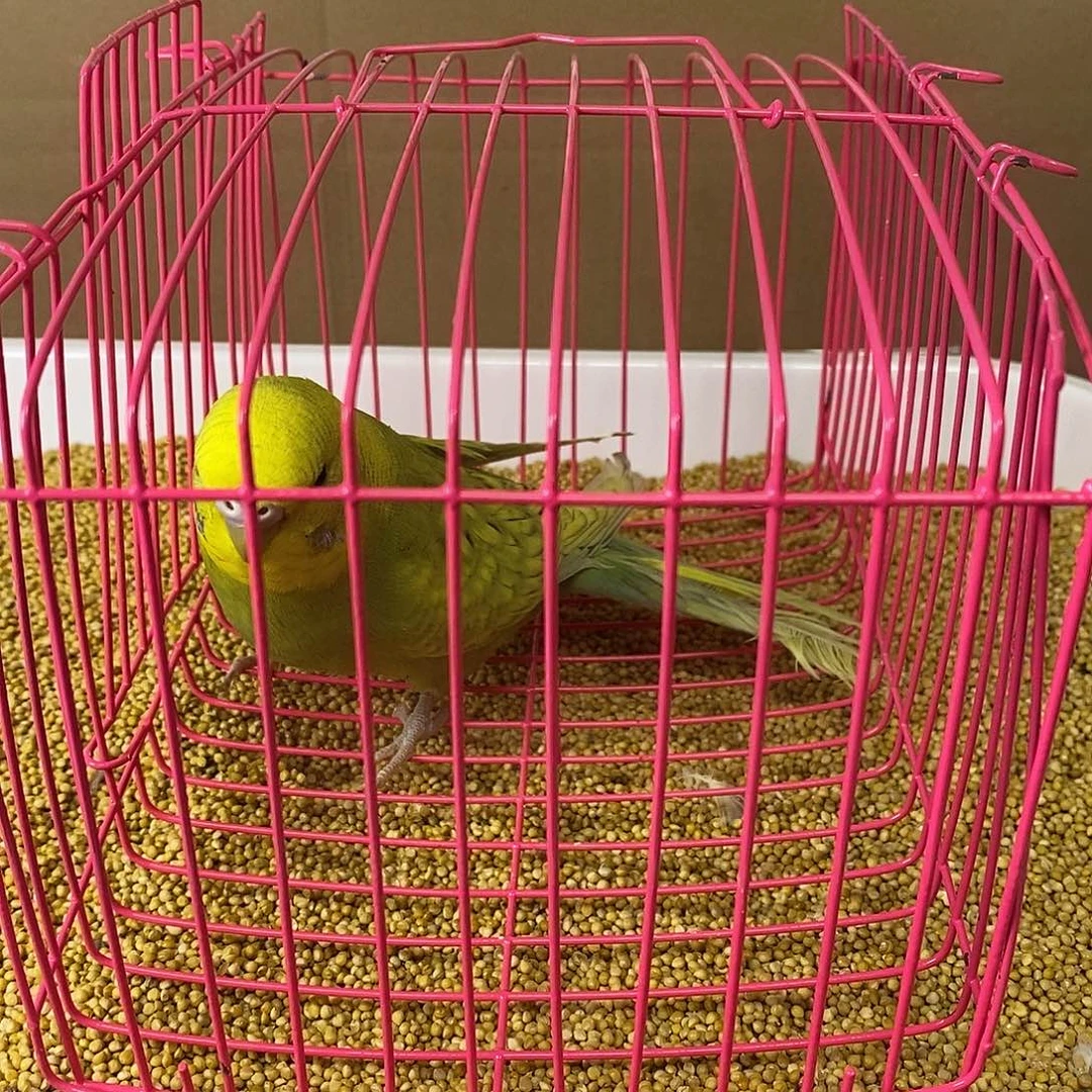 虎皮鹦鹉大头虎皮