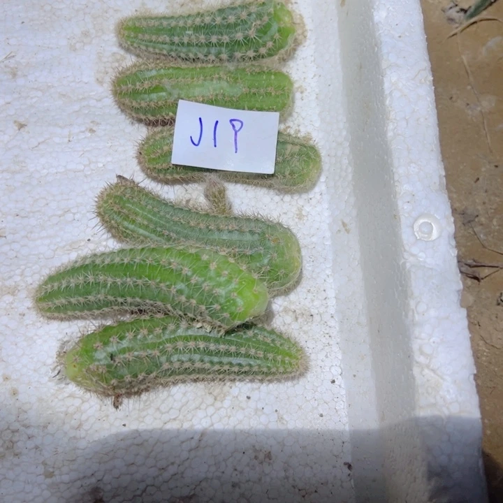 萌***1J19五个维裸丽侧芽10