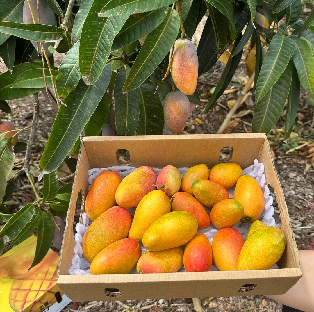 【顺丰】郭一瓶水果海南贵妃芒树熟贵妃芒净重4.5斤